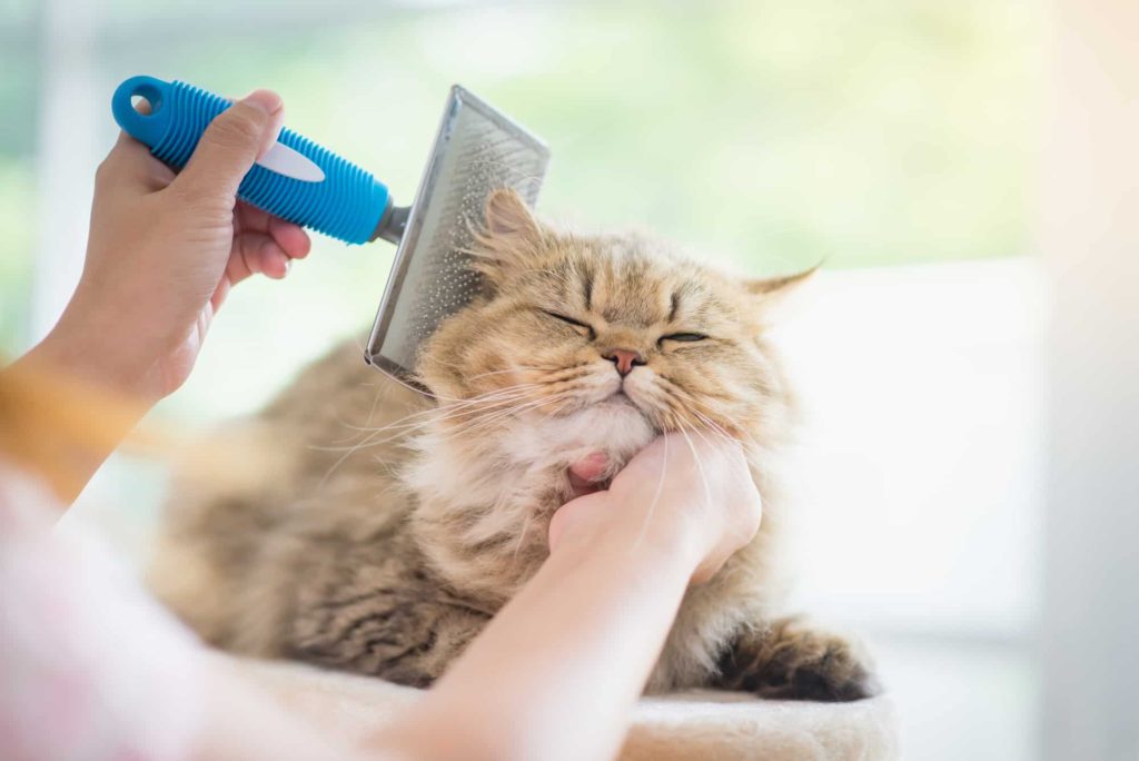 cat grooming vacuum