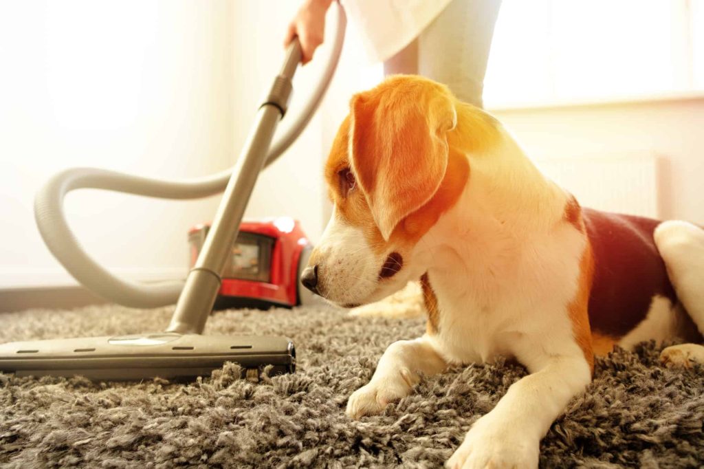 dog and vacuum