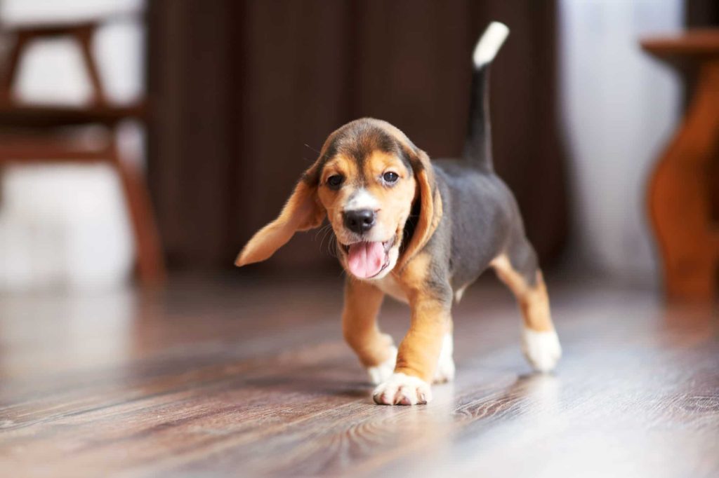 hardwood floor dog hair vacuum