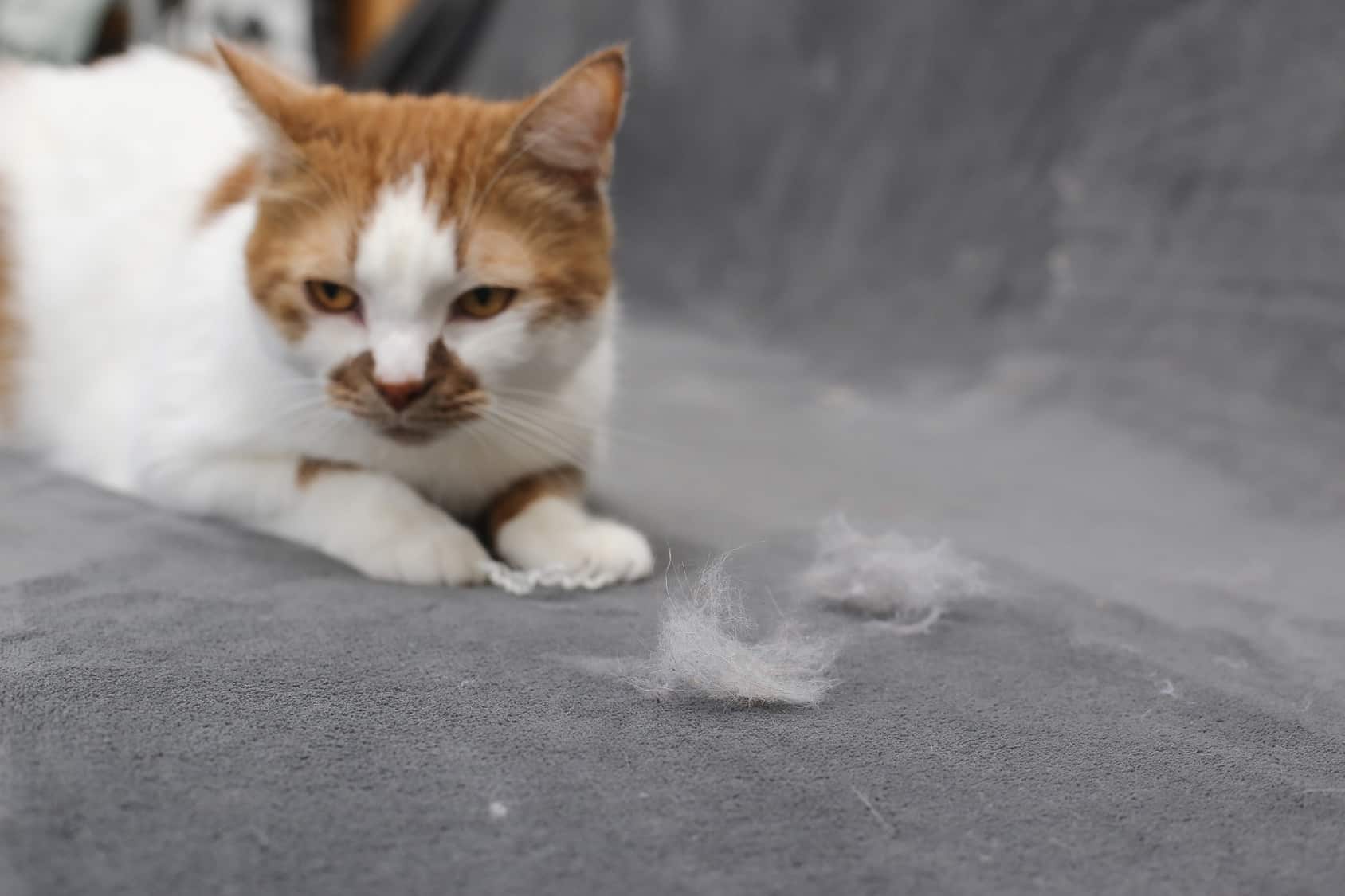 Do Cats Shed A Lot When Is Shedding Considered Excessive? Home