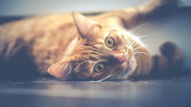 Do Cats Shed A Lot: When is Shedding Considered Excessive?
