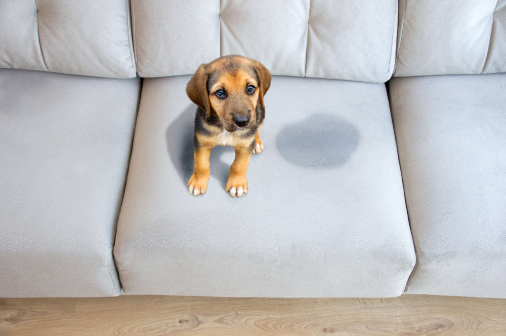 dog urine on couch